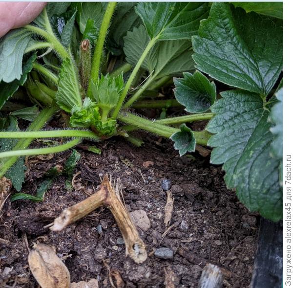 Смотрю на детку из уса этого года : " Ёкарныбабай... бутончик ! "