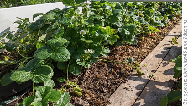 Сеянцы из семян Мурано на сегодня, много чего видели : и летний зной, и атаку серой гнили во время интенсивного плодоношения. После этого ещё и капитальная обрезка, обработка Свитчем. И вот теперь опять я к ней пристал : обрывал цветоносы с только что завязавшимися ягодками, т.к. шанса у них на вызревание в нашем уральском климате практически нет. Наблюдаю дальше.