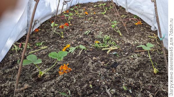 Детки Мурано из башкирского питомника уже на месте. Больно мелкие кассеты...всего 0.86 мл. Пусть постоят под укрытием. Дал опрыскиванием Эпинчика. Кормить ещё рано, пускай очухаются.