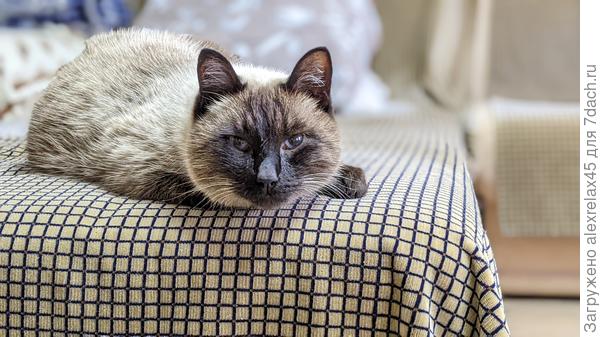 Феликс вчера скушал трех свежих окунишек, поэтому сегодня отлеживается. Птички и мышки в ОГ очень рады, резвятся.