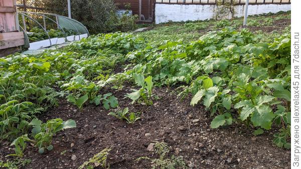 После уборки картошки то же самое насыпал. Ещё и горчицу белую добавил. Только весной её лучше не сыпать, &amp;quot;блоха крестоцветная&amp;quot; замучит.