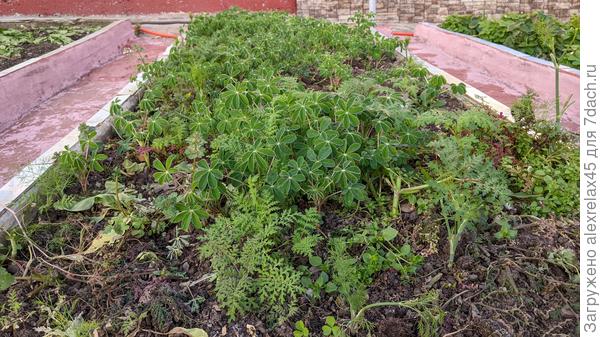 После уборки старой земляники разбросал семена люпина белого и фацелии. Взошли не дружно, но лучше уж так, чем никак.