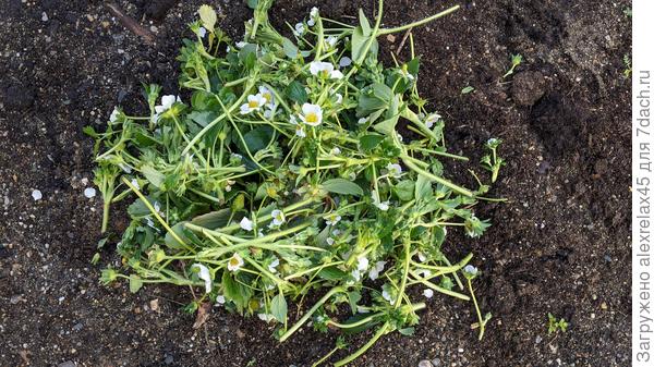 Собрал вчера, за весь сезон собрал почти на порядок больше... ох уж эти ремонтанты