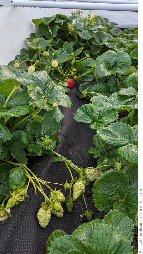 Мурано "чудит", ночью был дождь, укрываю НУМ 60