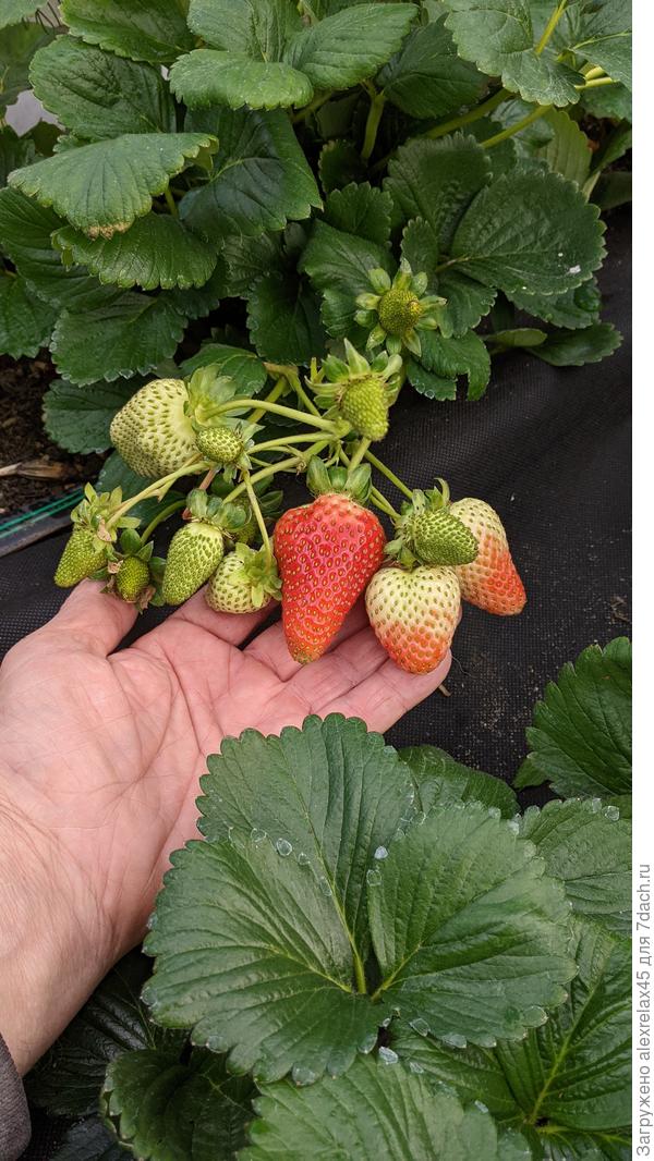 Мурано красавчик.