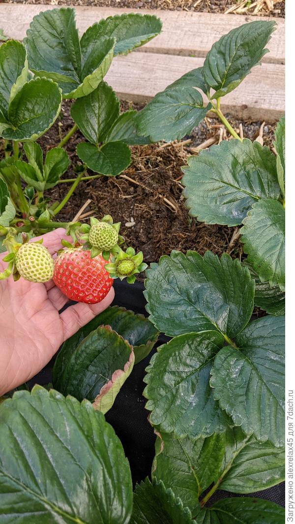 Монструозный Кабрилло