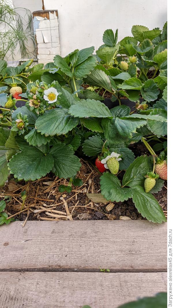 Ягодка уже крупная, а юбку из листиков не сбрасывает