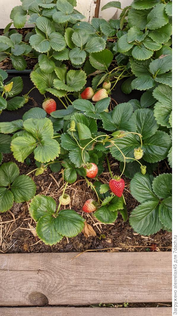 Ещё наливаемся