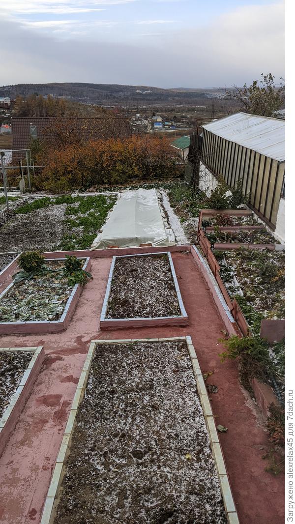 На левой грядке остались две цветных капусты, у жены никак руки до них не доходят. Наверно... в компост...