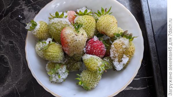 Хотел дособрать земляничку. Под снегом листики хрупкие, разгребать не стал. Собрал только те, которые торчали сверху.