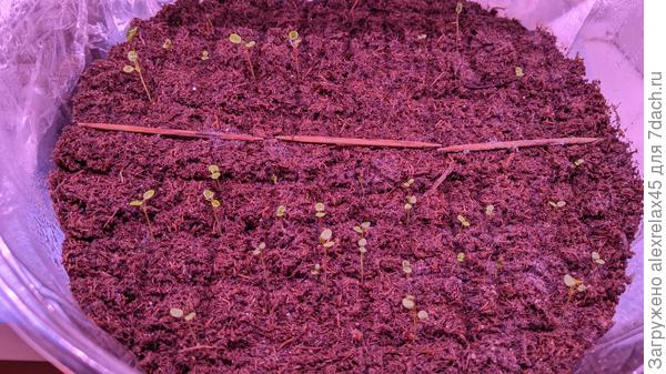 Ания и Флорентина