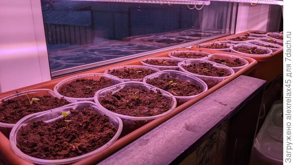 Сеял в очень буджетный грунт, приобретенный год назад в &amp;quot;Светофоре&amp;quot;. Очень редкие поливы сверху.  С нижним поливом не тороплюсь, чтобы ко времени высадки не получить комок из корней внизу стакана... тьфу на них три раза.