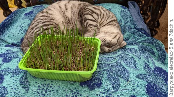 Удивительное растение, не помню... точно меньше недели после посева