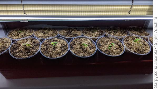 Флорентина. Посев 10 января.