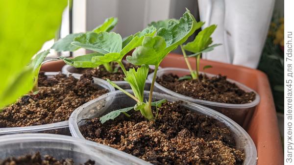 Ания куда-то торопится, посеяна 10.01.2024. Два месяца.... первый ус .