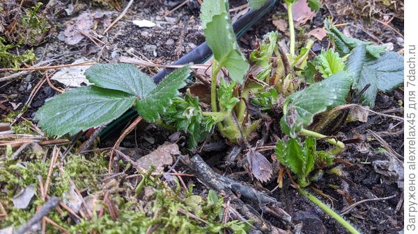 Альбион зимовал с цветом, цвет убирать ?