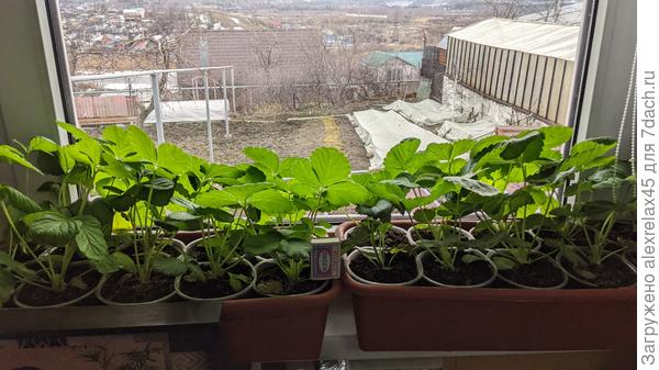 Тянутся, не удобряю, поливаю по мере высыхания