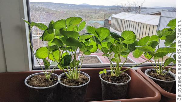 Оставшимся стало просторнее, но черенки листиков повытягивались. Поделившихся рожков совсем мало. Пробовал простимулировать Икаром фосто револт. ИМХО : всё это - хитрый ход продавцов всяких бесполезных стимуляторов. А ещё вчера посмотрел ролик одного итальянца, который профессионально занимается рассадой. Так с его слов : для ремов поделившийся рожок - это хуже, чем один...