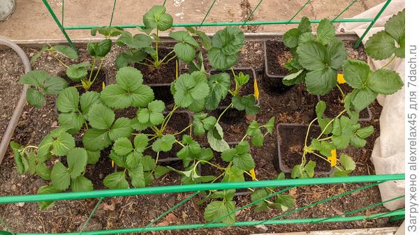 9 кустиков Ании и Флорентины переселились в теплицу.