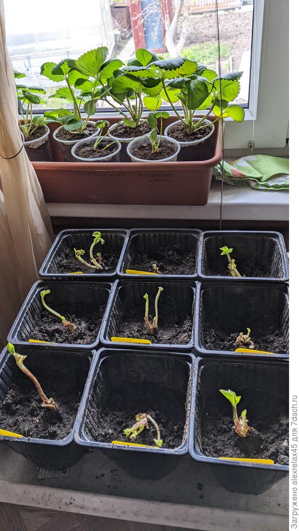 Фриго : Мара де буа, Эвис де лайт. Из семян на подоконнике Маригет, подсушил, пропустил один полив.