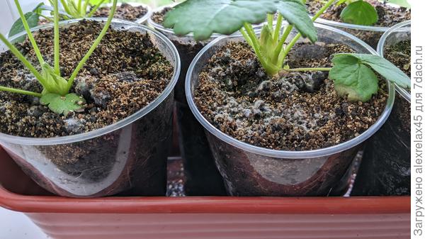 Вот здесь на поверхности почвы не она случайно ?