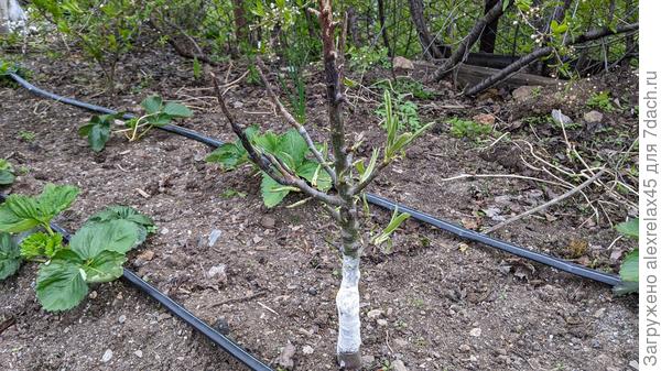 колоновидная груша подмерзла зимой сверху, развернутся ли листики ?