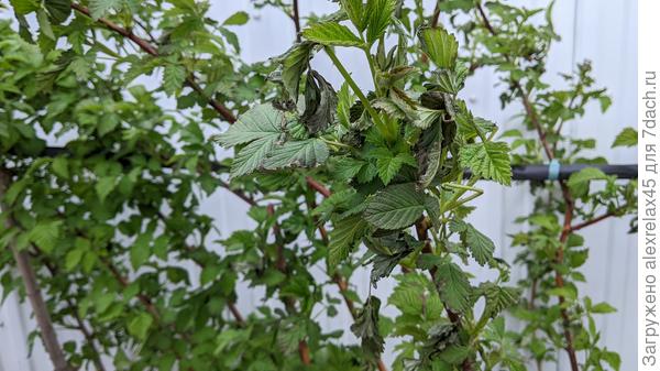 малина потеряла часть листвы