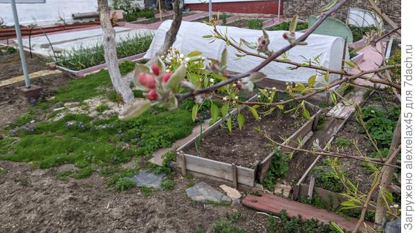 привитая на яблоню груша собирается цвести