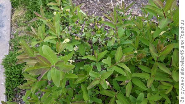 в центре видно подмерзшую ветку жимолости