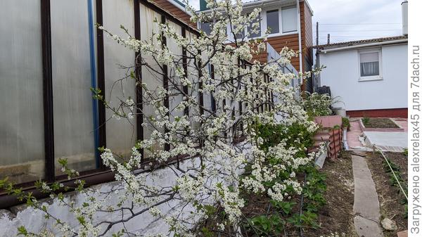 терновник цветет, кто-то его пытается опылить