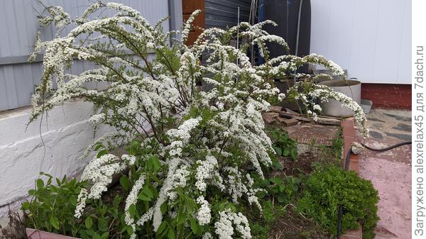 че-то у жены растет...