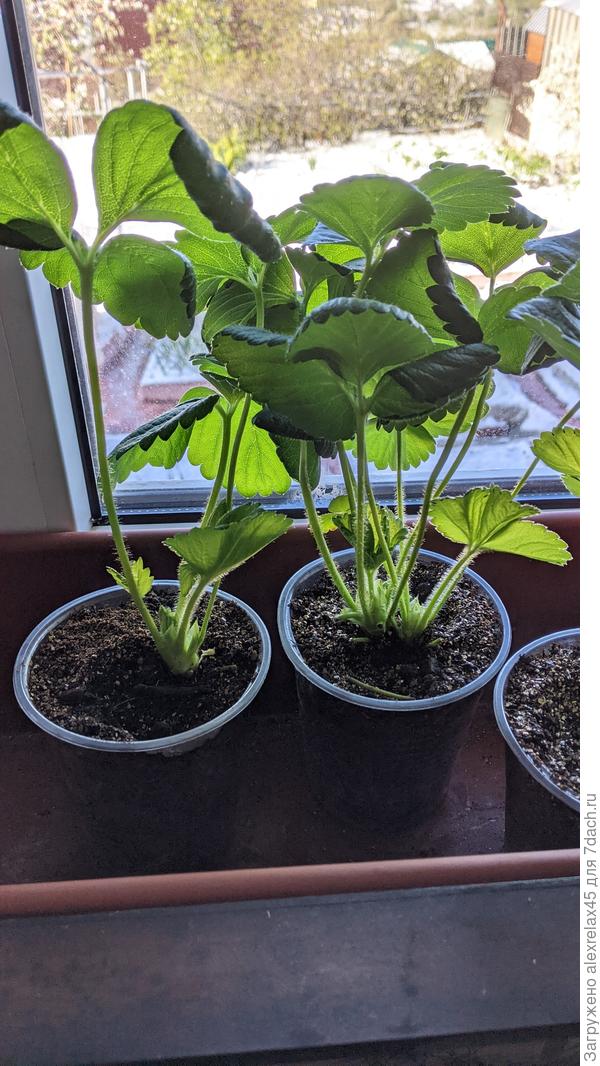 Два кустика от одного семечка, ус вчера отрезал, просто устали быть "связанными одной цепью". Кустик-родитель уже успел дать второй рожок.