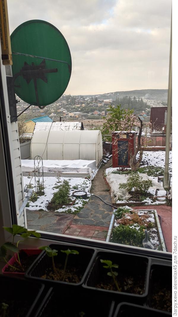 Забыл убрать снег с укрытия перед теплицей. Сейчас там уже лёд, днём должен растаять.