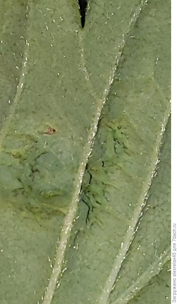 Сзади, камера плохая, извиняюсь...