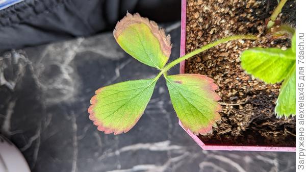 Или фосфора ?