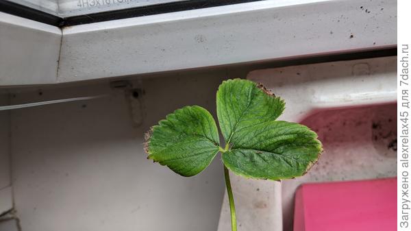 Или кальция ?