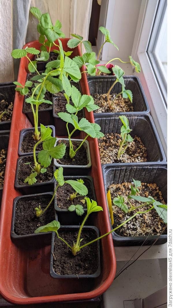 моя радость...