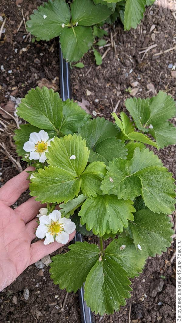 В прошлом году усердно выращивал землянику из семян, получил рассаду от полученных кустиков. Какой цвет у Флер !