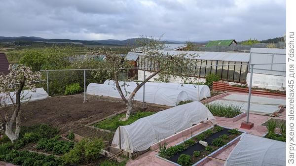 В связи с экономией места высадил в одну 10-метровую грядку в два ряда, пролил дождевой водичкой, укрыл. Неделю жду, не кормлю. Почва рыхлая - почти один песок. Раньше, чем через неделю не кормить ? Подскажите, пожалуйста ! ?