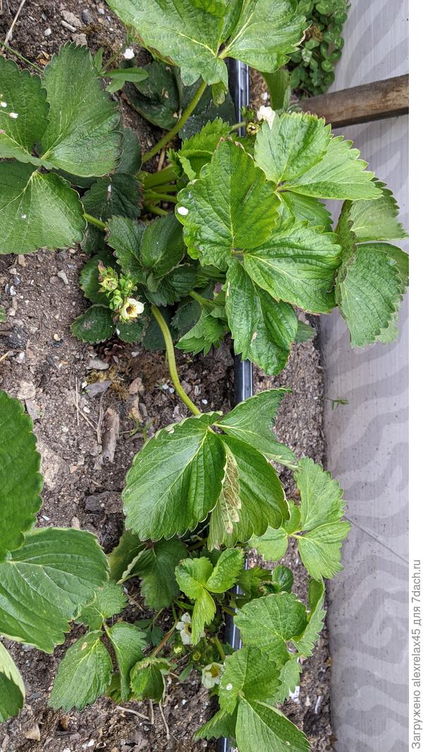 К сожалению итог вот такой.....