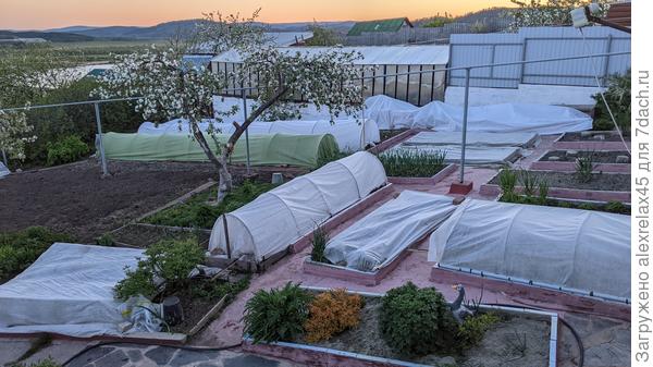 Яблоню укрывать не стал, боюсь со стремянки улететь