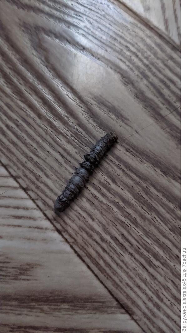 Такая вот "кракозябра". Тельце слегка передавлено посередине.