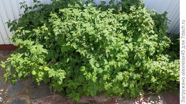 Малина сейчас, надежда есть