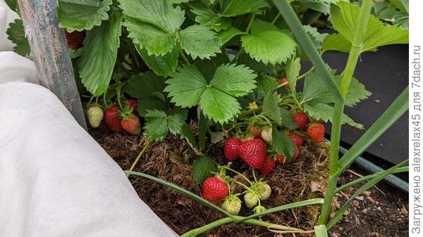 Женева из семян в прошлом году не плодоносила, тоже быстро набрала цвет. Сорт редкий, ягоду ещё не пробовал.