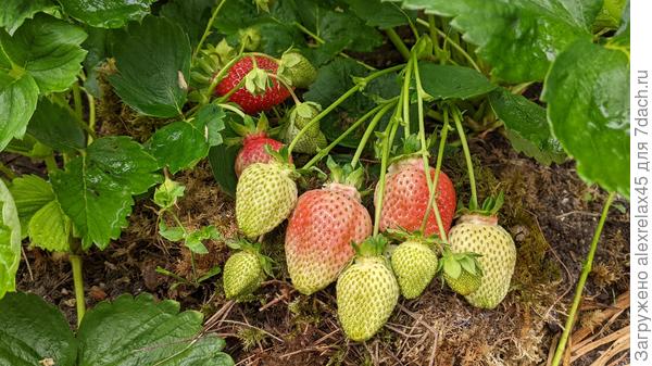 Азия, что на фото выше