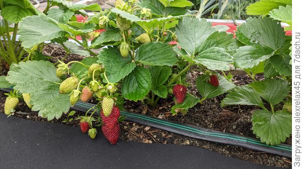 Альбион , выращенный в прошлом году из семян два дня назад был белый, очень удивлен
