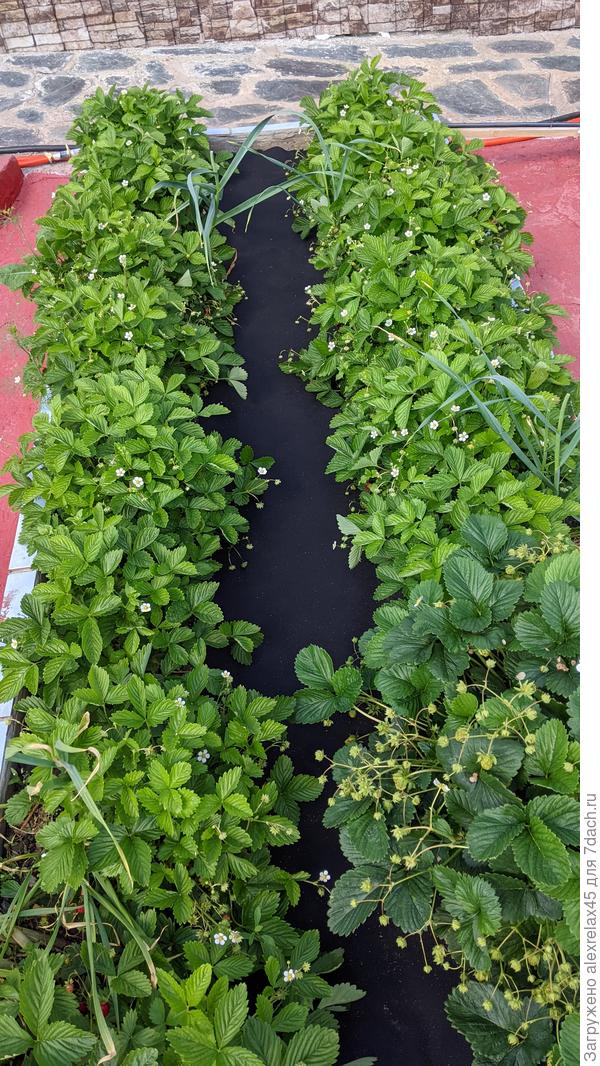 Али Баба. Куст Купчихи внизу справа.