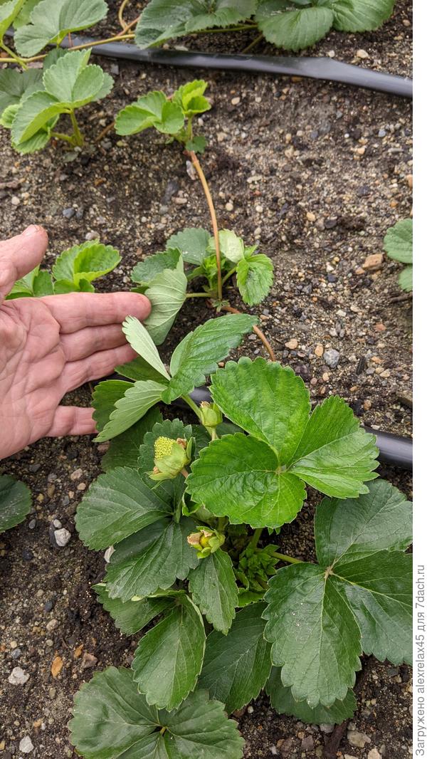 Ания и Маригет удивляют : на некоторых усах кустики бросают цветоносы