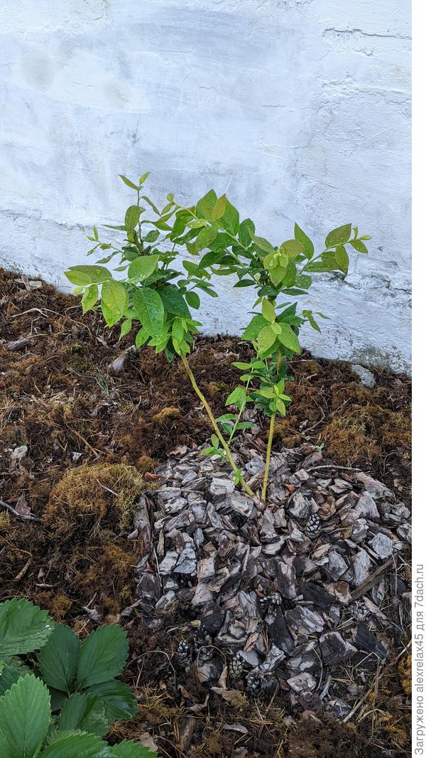 "Hannah&#39;s choice" из того же питомника, посажена в таких же условиях.