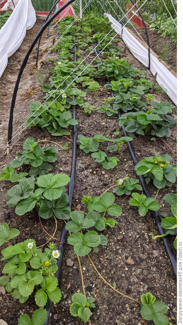 Всё вперемешку : усы, цветоносы, кустики ещё слабенькие. Слева Флорентина, справа Ания